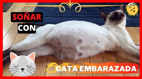 que significa soñar con gata embarazada